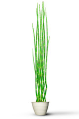 water bamboo plant (Equisetum Hyemale) in a pot