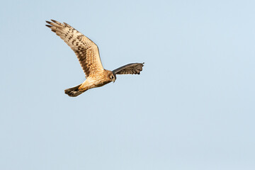 Steppekiekendief, Pallid Harrier, Circus macrourus
