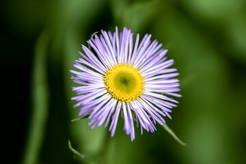close up of a flower, nacka, sverige,stockholm, sweden, summer
