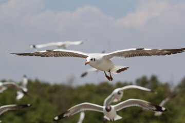 Flock of seagulls