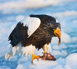 Steller-zeearend, Stellers Sea-eagle, Haliaeetus pelagicus