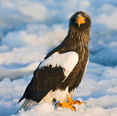 Steller-zeearend, Stellers Sea-eagle, Haliaeetus pelagicus