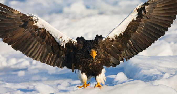 Steller Zeearend in de winter; Steller\'s Sea-eagle in winter