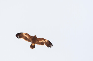 Fototapeta premium Steppearend, Steppe Eagle, Aquila nipalensis