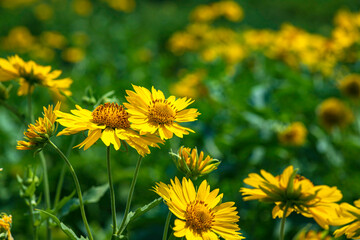 Yellow flowers closeup on a blurred floral background. Selective focus