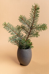 Christmas or New Year minimal decoration with green fir tree branch in grey stone vase on beige backdrop.