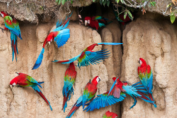 Groenvleugelara, Red-and-green Macaw, Ara chloropterus © AGAMI