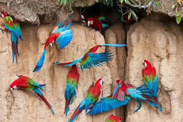Fotobehang Groenvleugelara, Red-and-green Macaw, Ara chloropterus © AGAMI