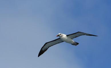 Atlantische Geelsnavelalbatros, Atlantic Yellow-nosed Albatross