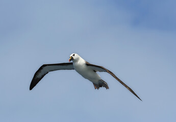Obraz premium Atlantische Geelsnavelalbatros, Atlantic Yellow-nosed Albatross