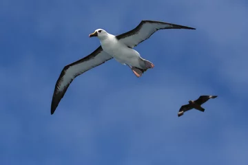 Foto auf Acrylglas Atlantische Geelsnavelalbatros, Atlantic Yellow-nosed Albatross © AGAMI