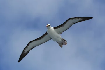 Foto auf Acrylglas Atlantische Geelsnavelalbatros, Atlantic Yellow-nosed Albatross © AGAMI