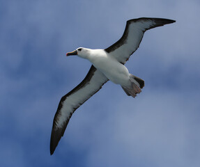 Obraz premium Atlantische Geelsnavelalbatros, Atlantic Yellow-nosed Albatross