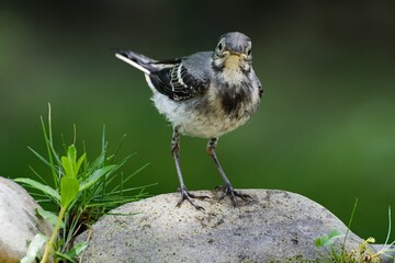A young wagtail stands on stones with grass. Moravia. Europe.