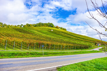 Weinberg im Herbst