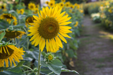 Obraz premium Sunflower