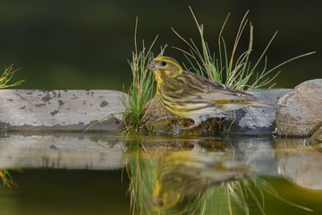  European Serin, Serinus serinus by the water with stones and grass. Reflection on the water. Moravia. Europe.