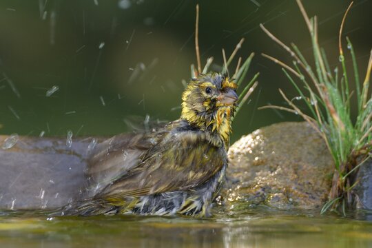 European Serin, Serinus serinus bathes in the water of a bird watering hole. Moravia. Europe.