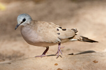 Zwartsnavelduif, Black-billed Wood Dove, Turtur abyssinicus