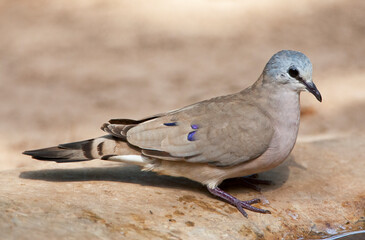 Zwartsnavelduif, Black-billed Wood Dove, Turtur abyssinicus