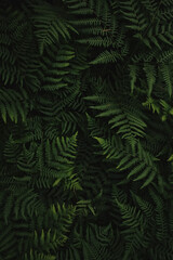 Naklejka na ściany i meble Fern in a dark forest. Green leaf texture.