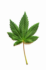 Cannabis sativa leaf, isolated on white. Medical marijuana leaves, ecological hemp plant, close-up, template.
