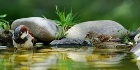 Linnet, Carduelis cannabina, female and house sparrow bathe in the water of a bird watering hole. Moravia. Europe. 