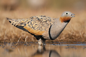 Zwartbuikzandhoen, Black-bellied Sandgrouse, Pterocles orientalis