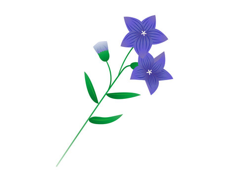 2 134 件の最適な キキョウ 画像 ストック写真 ベクター Adobe Stock