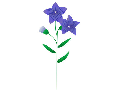 桔梗の花 Images Browse 133 Stock Photos Vectors And Video Adobe Stock
