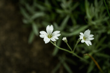 White flowers in the garden
