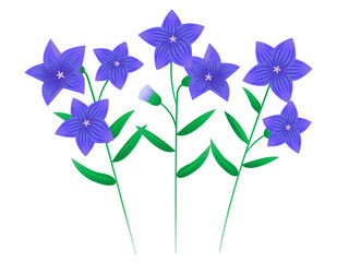 桔梗の花のベクターイラスト　キキョウ