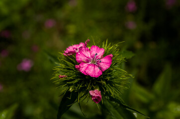 Pink carnation flower in a garden