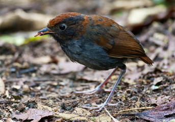 Tweekleurige Mierpitta, Bicolored Antpitta, Grallaria rufocinerea