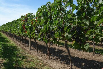 Fototapeta na wymiar Rows of vines with the harvest. South Moravia. Europe.