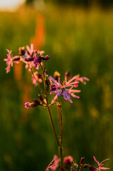 Sunset in the meadow
