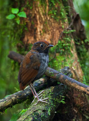 Tweekleurige Mierpitta, Bicolored Antpitta, Grallaria rufocinerea