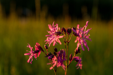 Sunset in the meadow