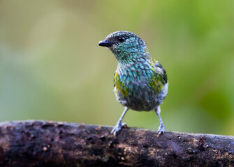 Obraz premium Heines Tangare, Black-capped Tanager, Tangara heinei
