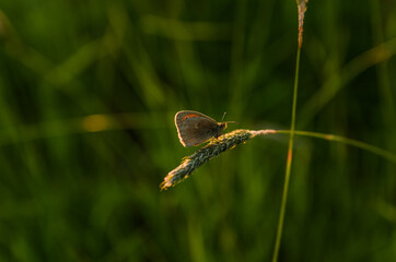 Butterfly on the grass during sunset