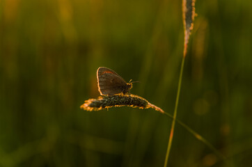 Butterfly on the grass during sunset
