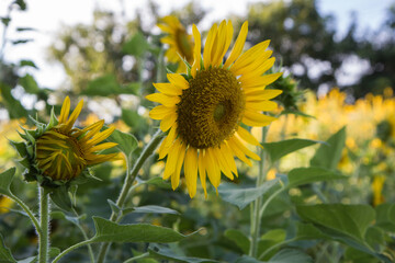 Sunflower