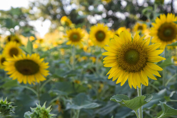 Obraz premium Sunflower
