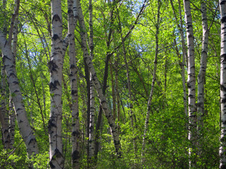 Berkenbos; Birch forest at Old Peak, Hebei, China