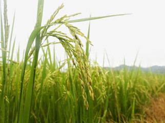 Naklejka premium green grass on a white background