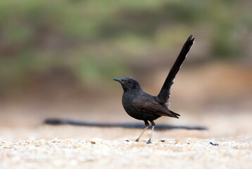 Obraz premium Zwarte Waaierstaart, Black Bush Robin, Cercotrichas podobe