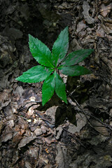 tiny tree seedling in forest 