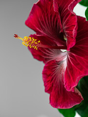 Blooming indoor hibiscus flower on the windowsill by the window. Big red flower. Houseplants.