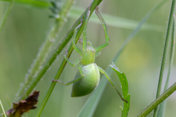 Female of green huntsman spider (Micrommata virescens) close up. Micrommata virescens, common name green huntsman spider, is a species of huntsman spiders belonging to the family Sparassidae.