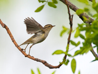 Bladkoning, Yellow-browed Warbler, Phylloscopus proregulus